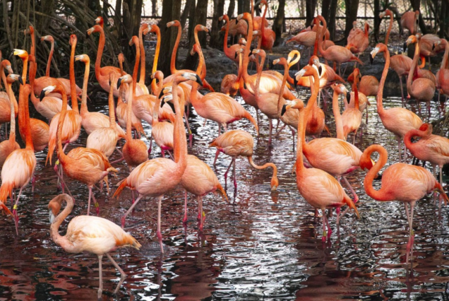 Aviario Terrestre + Playa Blanca (Barú)