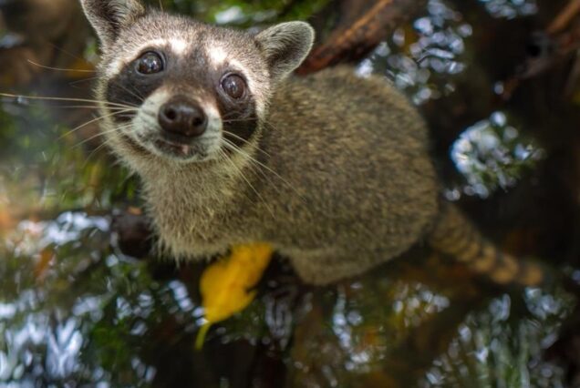 Mapaches en Playa Tranquila